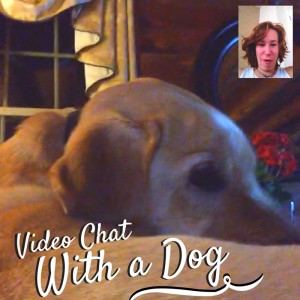 Video chat with a dog