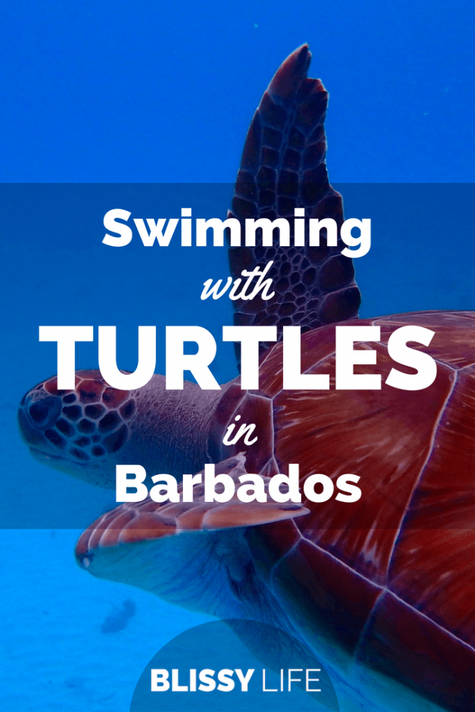 Timeless Resort Luxury, And Swimming With Turtles In Barbados | Blissy Life