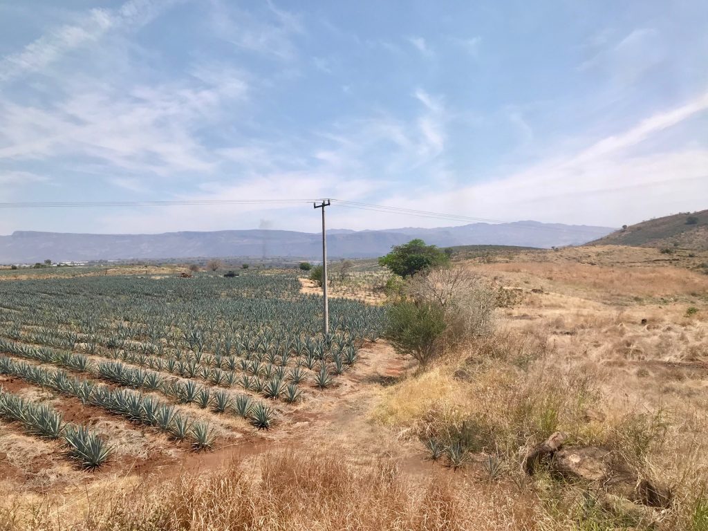 Explore Jalisco With A Classy Tequila Train Tour | Blissy Life